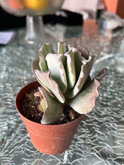 Cotyledon undulata