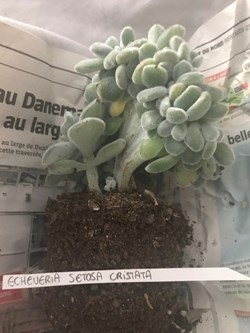 Echeveria setosa cristata