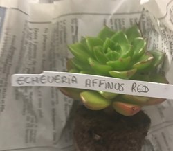 Echeveria Affinis red