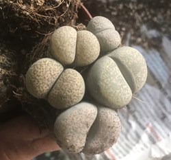 Lithops terricolor