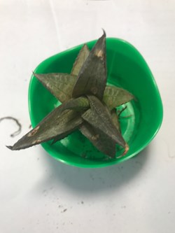 Haworthia tessellata alligator
