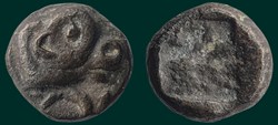 Tritartémorion à la tête de phoque à droite