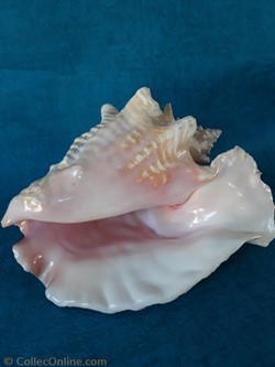 strombe géant