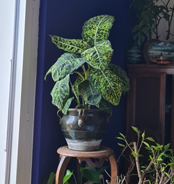 Dieffenbachia reflector