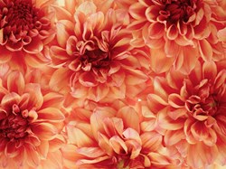 dahlia-4942346_1280
