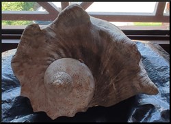 Gros Coquillage avec Nacre