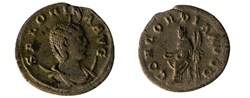 SALONINE