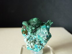 Malachite sur Chrysocolle, Congo, Katanga
