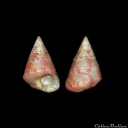 Trochidae - Jujubinus striatus (Linné, 1758)
