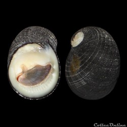 Neritidae - Nerita senegalensis (Gmelin, 1791)