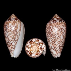 Cylinder archiepiscopus f. concatenatus (Kiener, 1849)