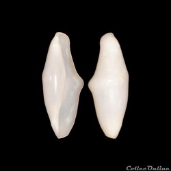 Ovulidae - Cyphoma gibbosum (Linné, 1758)