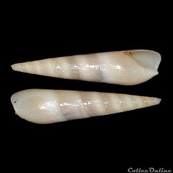 Terebridae - Hastula aciculina (Lamarck, 1822)