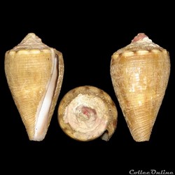 Conidae - Monteiroconus mus (Hwass in Bruguière, 1792)
