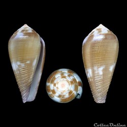 Leporiconus tenuistriatus (Sowerby II, 1858)
