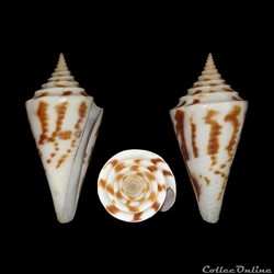 Kohniconus arcuatus (Broderip & Sowerby I, 1829)