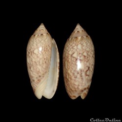 Olividae - Americoliva reticularis (Lamarck, 1811)