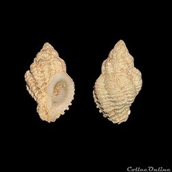 Coralliophilidae - Coralliophila aberrans (Adams, 1850)