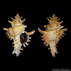 Muricidae - Hexaplex saharicus (Locard, 1897)