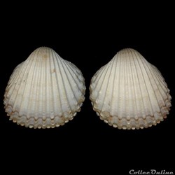 Cardiidae - Acanthocardia tuberculata (Linné, 1758)