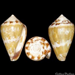 Conidae - Lautoconus (Lautoconus) ventricosus f. desidiosus (Adam, 1853)