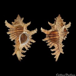Muricidae - Chicoreus brevifrons (Lamarck, 1822)