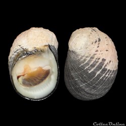 Neritidae - Nerita senegalensis (Gmelin, 1791)
