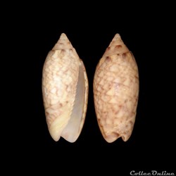 Olividae - Americoliva reticularis (Lamarck, 1811)