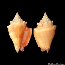 Strombidae - Strombus pugilis (Linné, 1758)