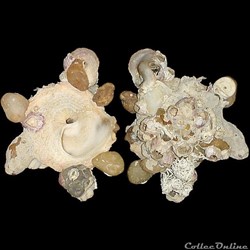 Xenophoridae - Xenophora senegalensis (Fischer, 1873)
