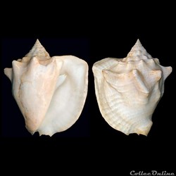 Strombidae - Lobatus costatus (Gmelin, 1791)