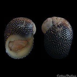 Neritidae - Puperita pupa (Linné, 1767)