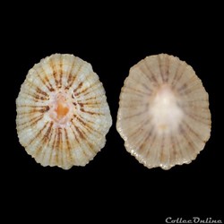 Patellidae - Patella caerulea (Linné, 1758)