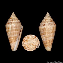 Tenorioconus granarius (Kiener, 1845)