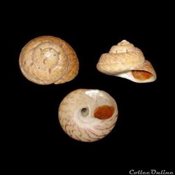 Trochidae - Gibbula magus (Linné, 1758)
