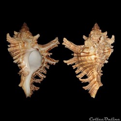 Muricidae - Chicoreus brevifrons (Lamarck, 1822)