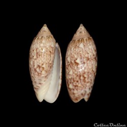 Olividae - Americoliva reticularis (Lamarck, 1811)