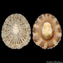 Patellidae - Patella rustica (Linné, 1758)