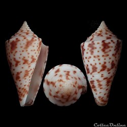 Conasprella eugrammata f. gattegnoi (Poppe & Tagaro, 2017)
