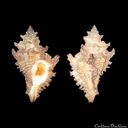 Muricidae - Chicocenebra gubbi (Reeve, 1849)