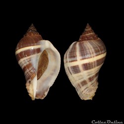 Melongenidae - Melongena melongena (Linné, 1758)