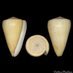 Lividoconus quercinus (Lightfoot 1786)