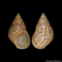 Littorinidae - Littoraria angulifera (Lamarck, 1822)