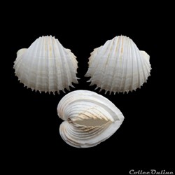 Cardiidae - Cardium costatum (Linné, 1758)