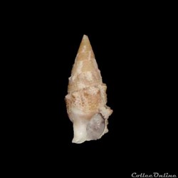 Cerithiidae - Cerithium litteratum (Born, 1778)