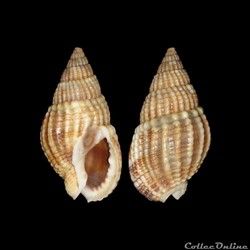 Nassariidae - Tritia reticulata (Linné, 1758)