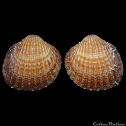 Cardiidae - Acanthocardia aculeata (Linné, 1758)