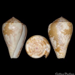 Pionoconus catus f. rubrapapillosus (Dautzenberg, 1937)