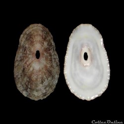 Fissurellidae - Fissurella nubecula (Linné, 1758)