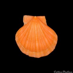 Pectinidae - Flexopecten glaber (Linné, 1758)